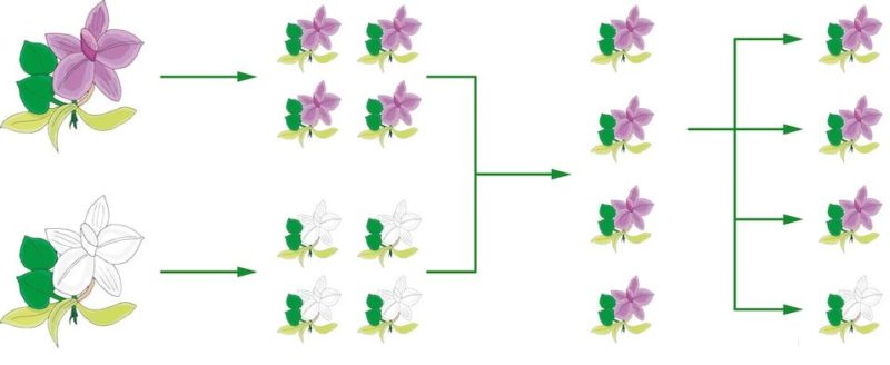 genes genética dna mendel história