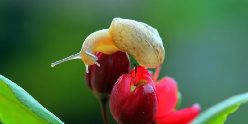 animais aquáticos terrestres caracol