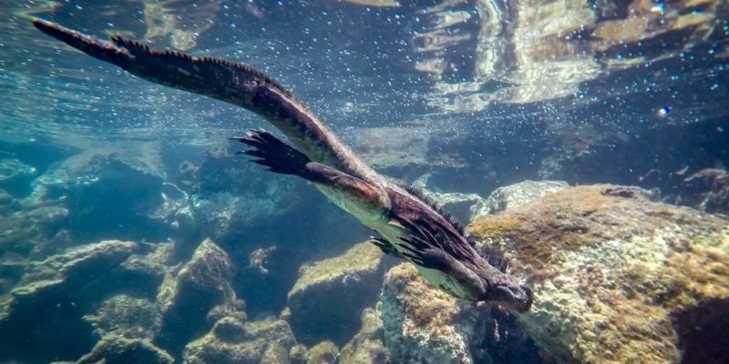 animais aquáticos réptil iguana galápagos