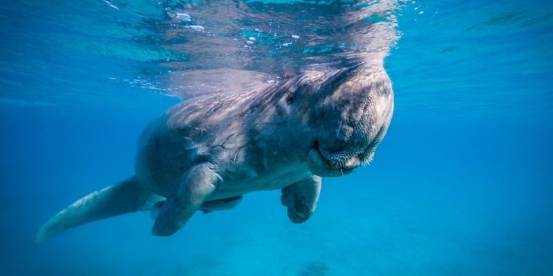 animais aquáticos dugongo pulmão respiração