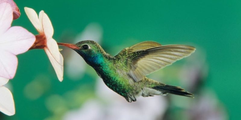 beija-flor de animais aquáticos aéreos