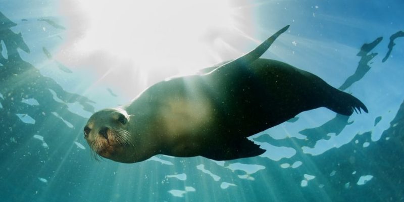 animais do mar mamífero aquático marinho leão