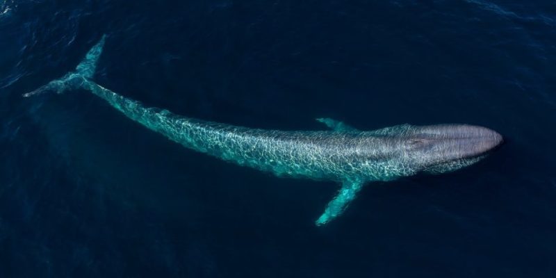 animais marinhos marinho aquático baleia azul mamífero