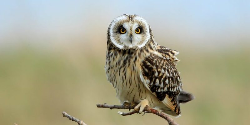 aves de rapiña presa rapaces depredador tipos buho