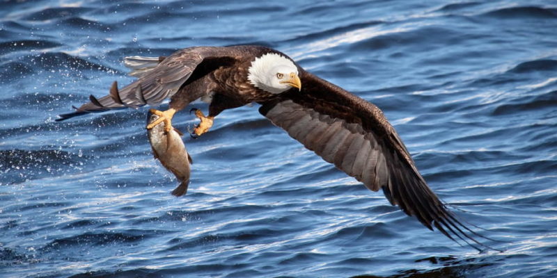 aves de rapiña presa rapaces depredador alimentacion caceria