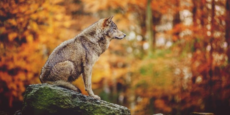 lobo da vida selvagem da floresta temperada