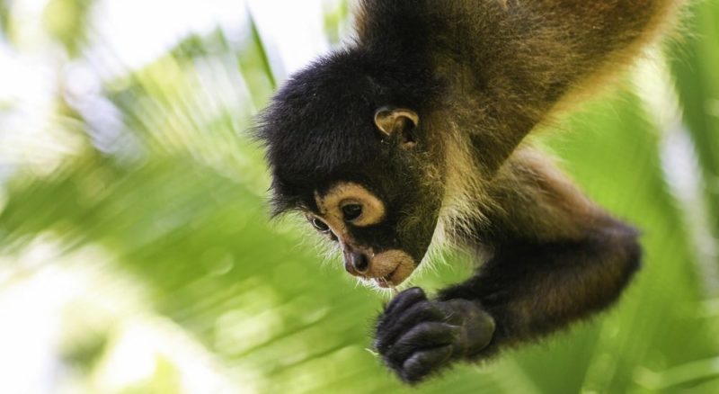 floresta tropical fauna macaco-aranha