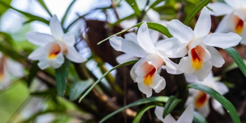 flora de orquídeas de floresta tropical