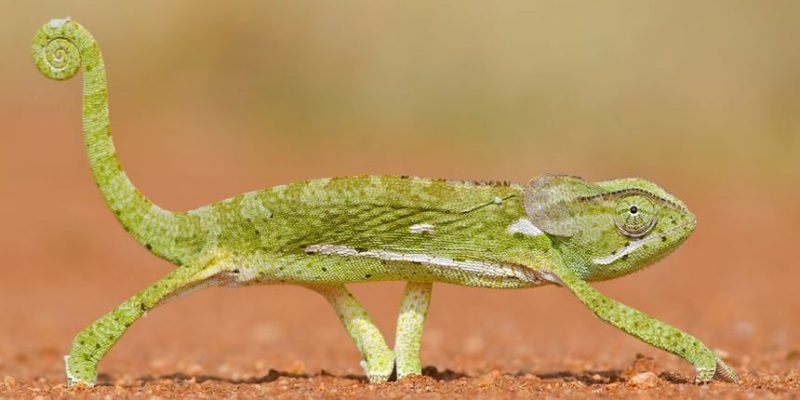 animais vivíparos ovovivíparos camaleão