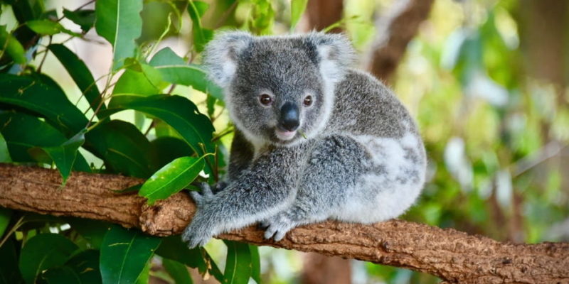 oceania fauna coala marsupial