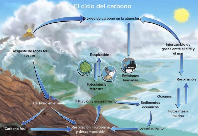 ciclo do carbono