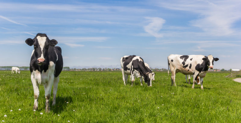 Animais domésticos - vaca