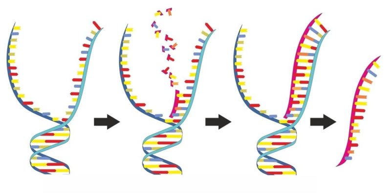 ácidos nucléicos dna rna funções