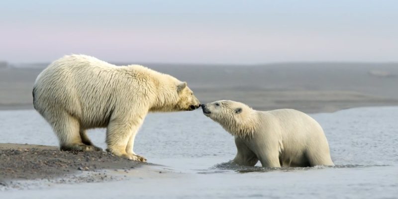 mar de beaufort alaska canada oso polar