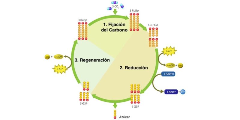ciclo de calvin autotrofo