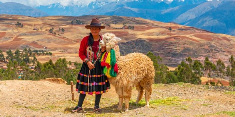 Cultura Inca economia pecuária alpaca