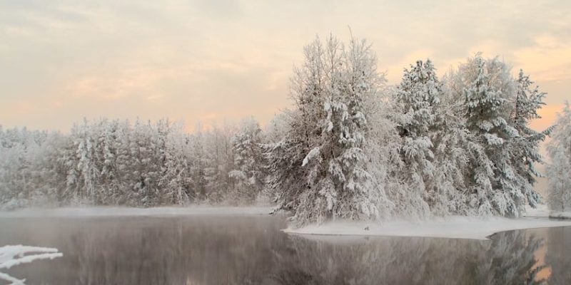 taiga bioma floresta clima inverno neve gelo