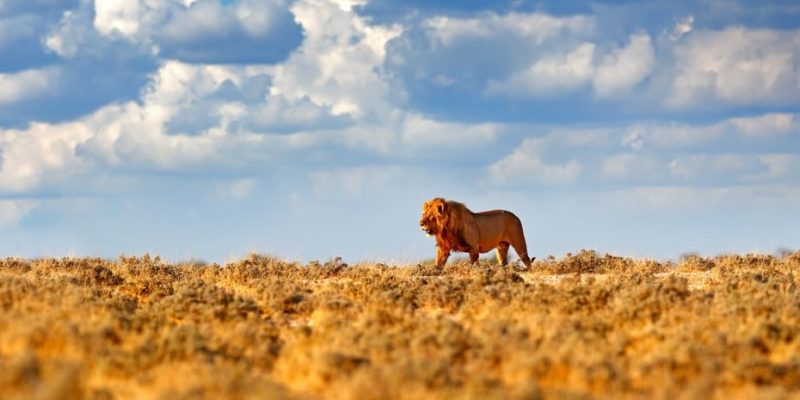 habitat leão áfrica savana