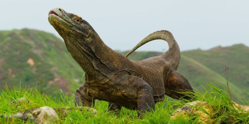 parque nacional do dragão de komodo