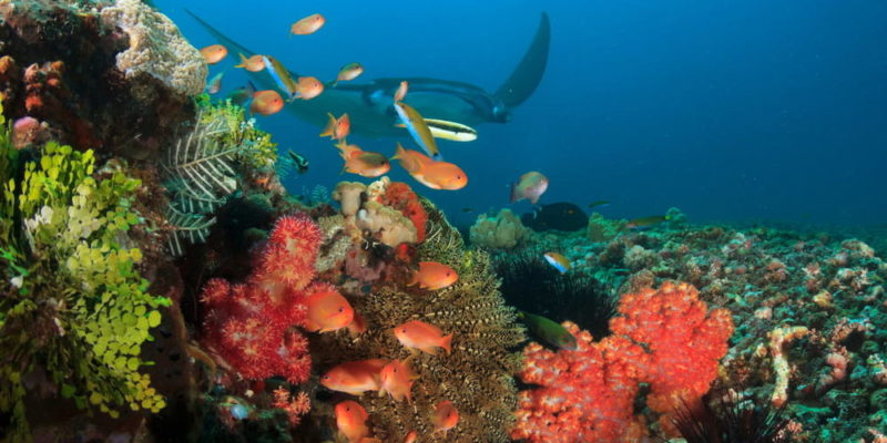 parque nacional de recifes de corais de komodo