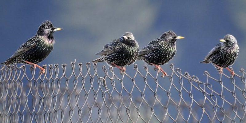 especies invasoras estornino europeo o pinto