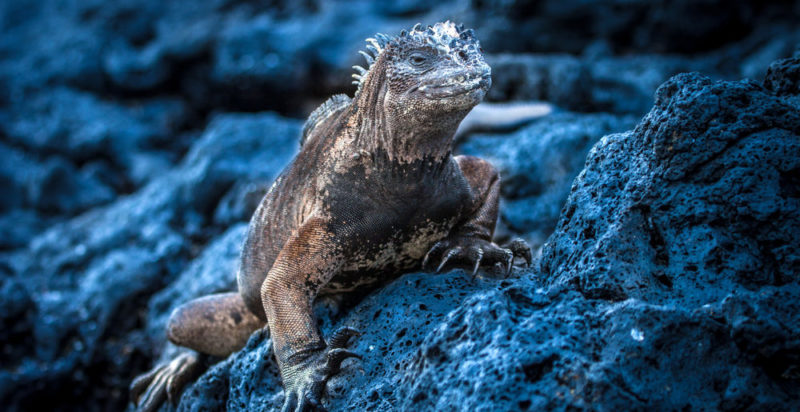 espécies endêmicas - Galápagos Iguana