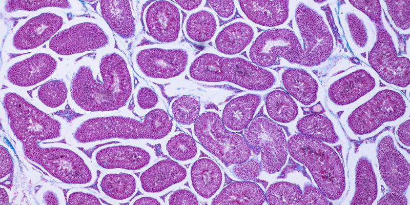 Tecido animal - histologia