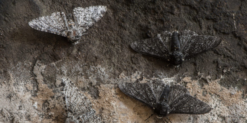 Hereditariedade - Borboleta de Vidoeiro