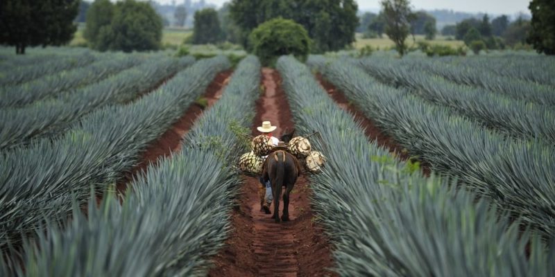 cultura mexicana tequila agave azul