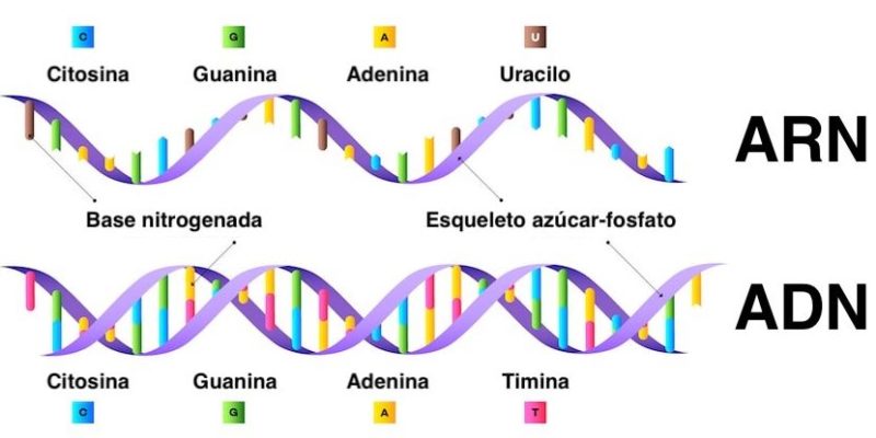 ácidos nucleicos DNA moléculas de RNA polímeros