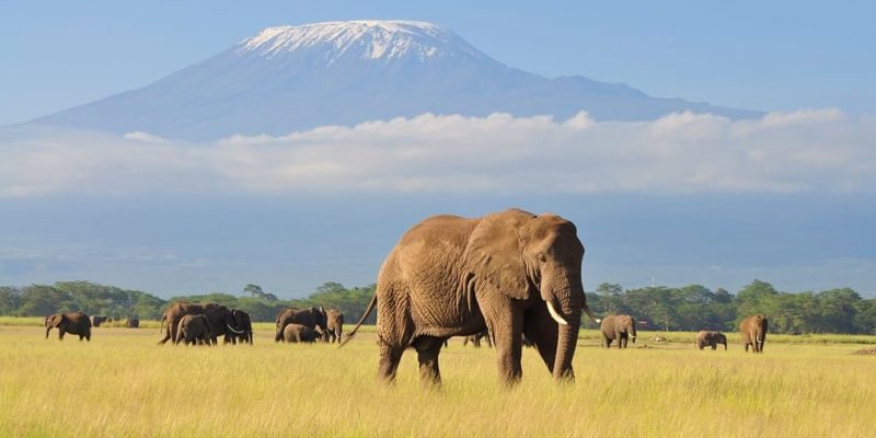 elefante africa kilimanjaro