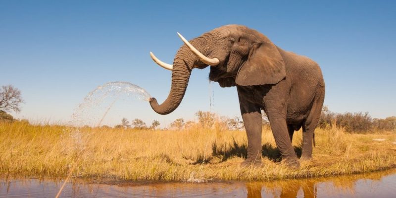 animais do elefante da savana africana