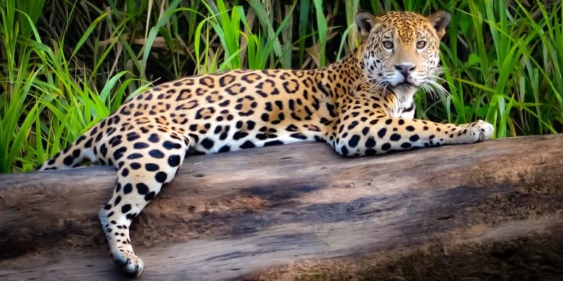 animais da selva onça