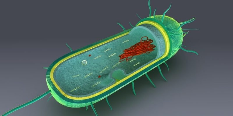 Célula procariota