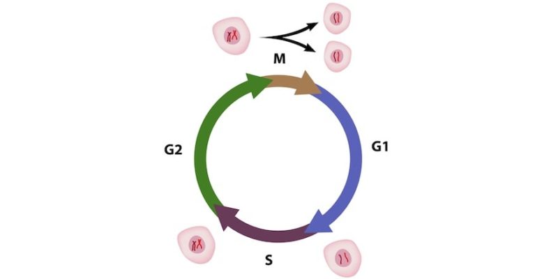 ciclo celular-g1 g2 s mitose meiose