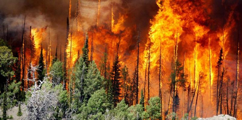 desastres naturais - incêndios florestais