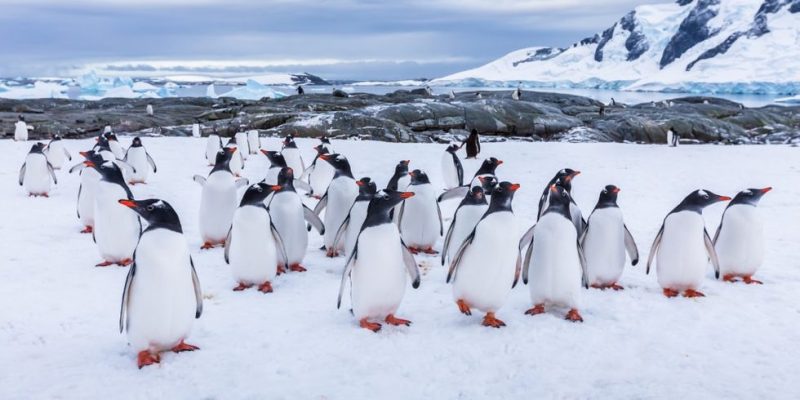 exemplo polar de ecossistema