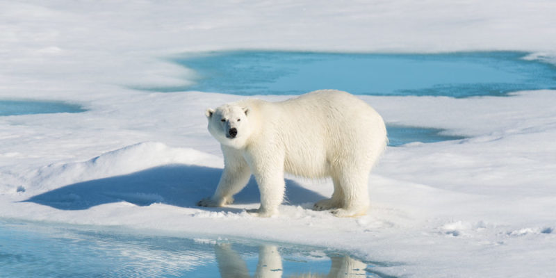 Urso polar - espécie em extinção