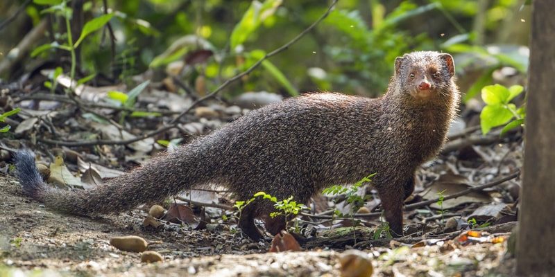 Espécie invasora de mangusto indiano