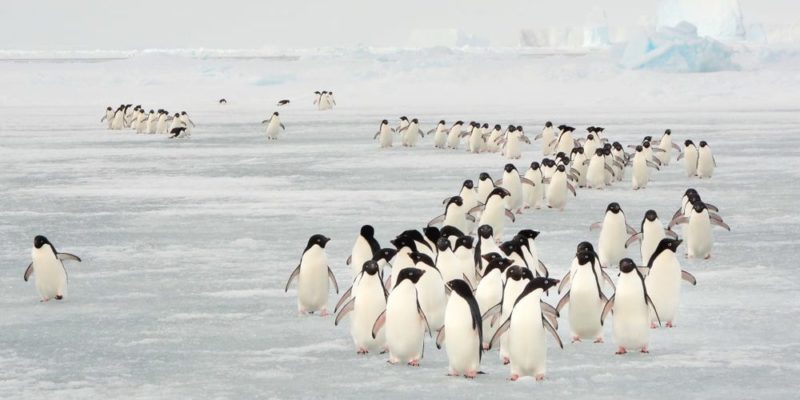 migração de pinguins de fenômenos naturais