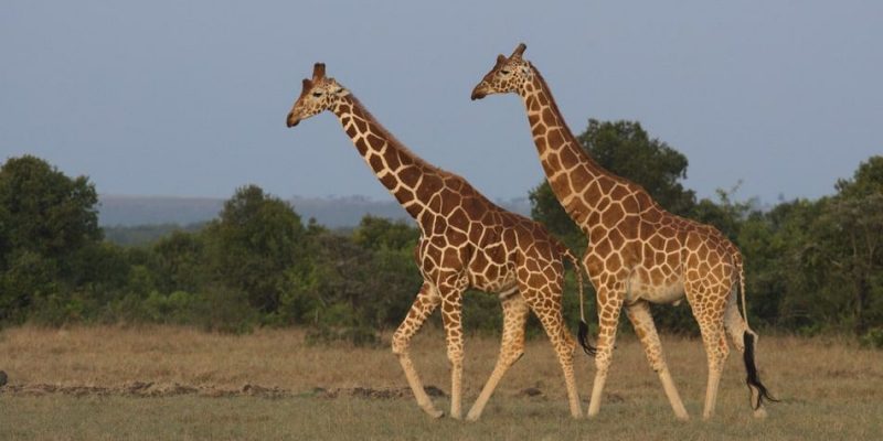 girafa