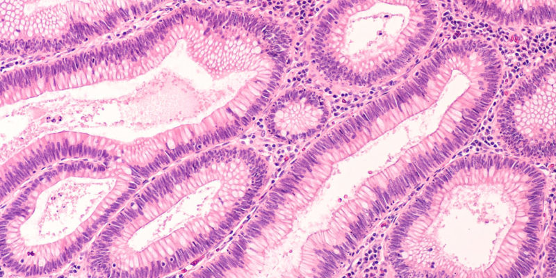 Histologia - tecido humano