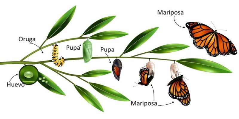 metamorfose da borboleta