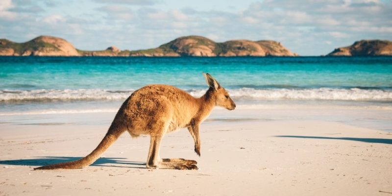 Oceania continente canguru