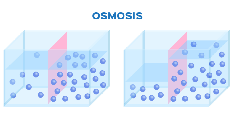 Osmose