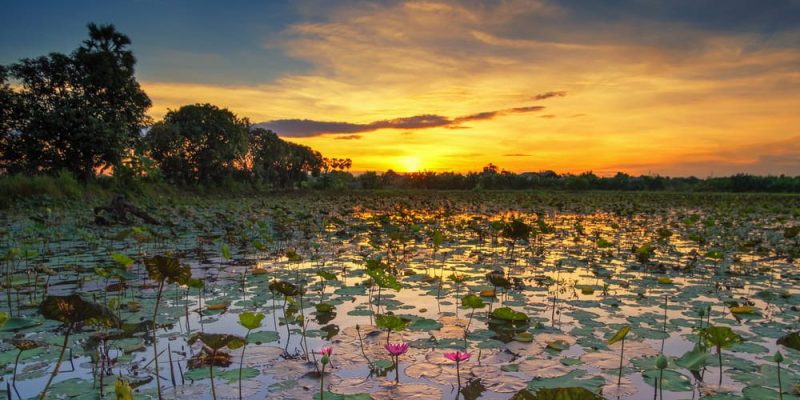 ecossistema pantanoso