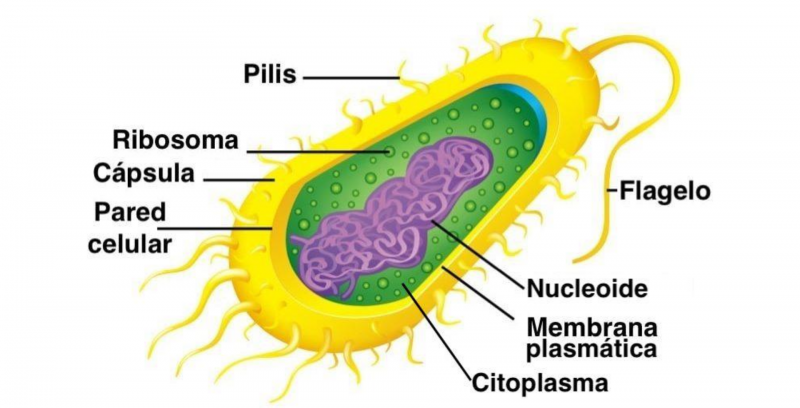 Bactérias