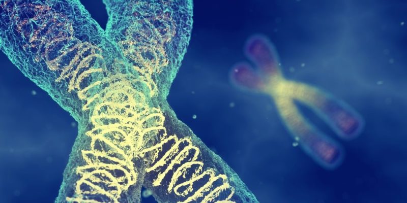 teoria cromossômica da hereditariedade boveri sutton