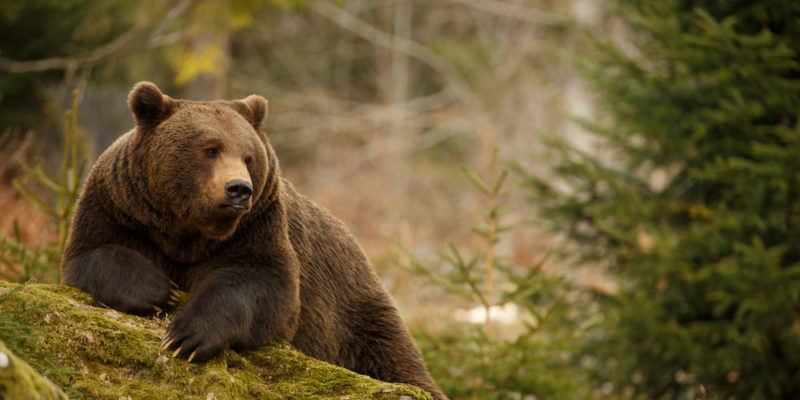 zoologia - urso