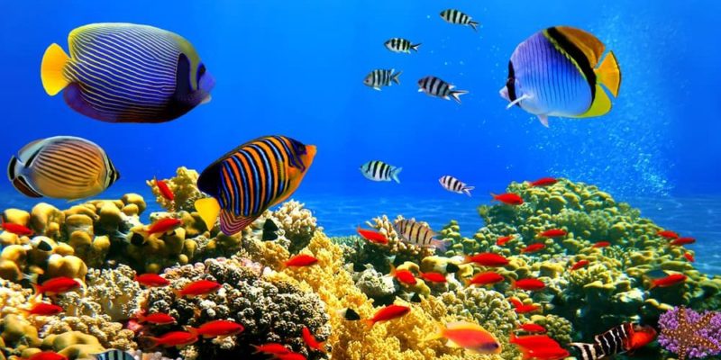 animais marinhos marinhos peixes aquáticos coral